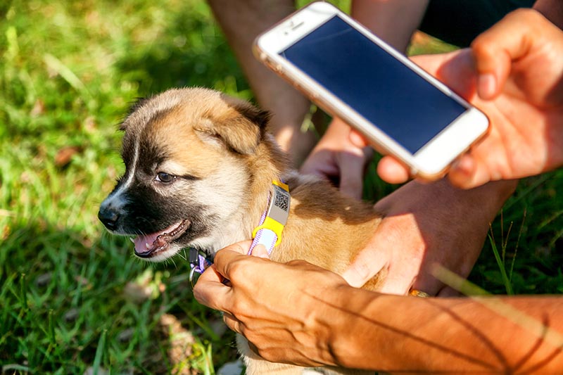 Identification of a lost dog animal with the help of the latest technology and the Internet