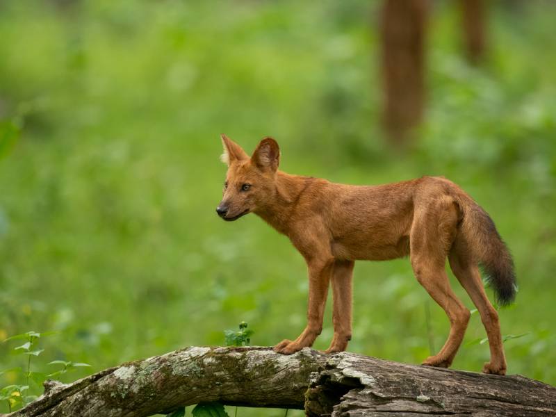 indian dhole puppy outdoors