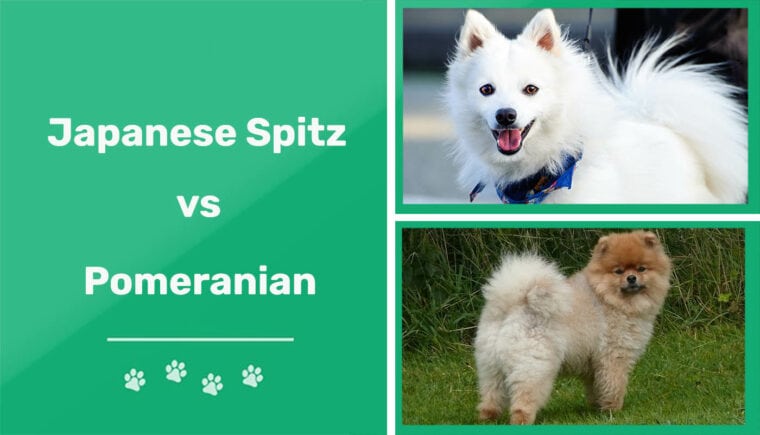 Spitz Japonés vs Pomerania