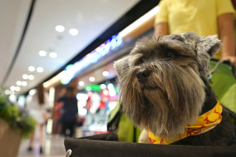 Little mixed breed terrier dog happy sitting in the dog cart in the shopping mall indoor