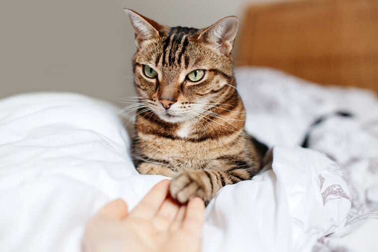 Man giving open empty hand palm to tabby cat