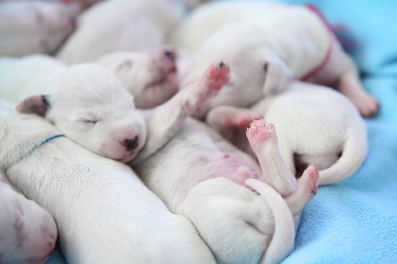 Newborn Dalmatian puppies sleeping