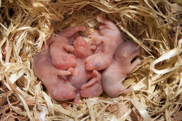 Newborn hamsters on wood shavings