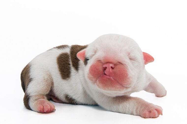 Newborn puppy with cleft palate