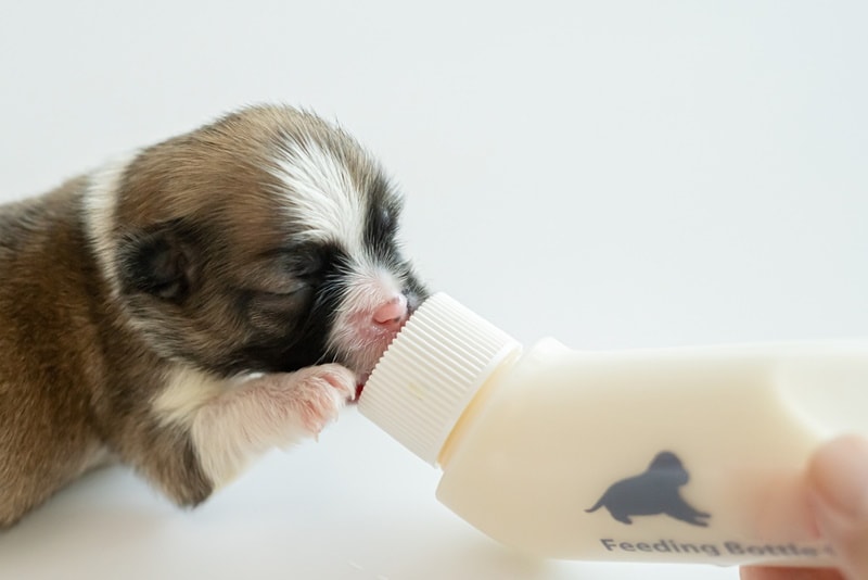 Newborn puppy with feeding bottle