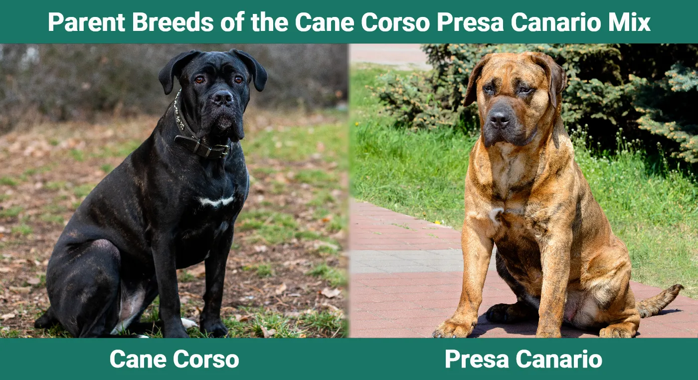 Parent breeds of the Cane Corso Presa Canario Mix