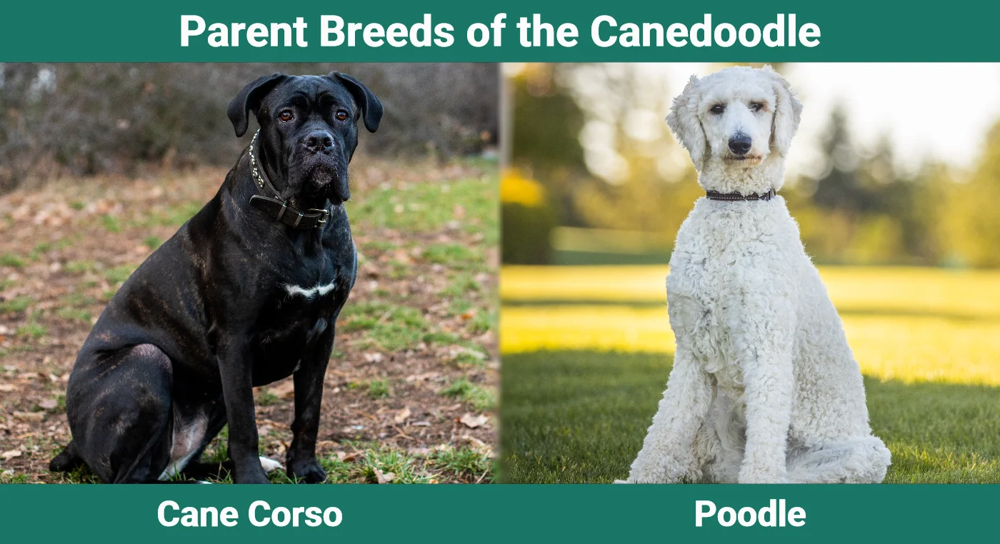 Parent breeds of the Canedoodle
