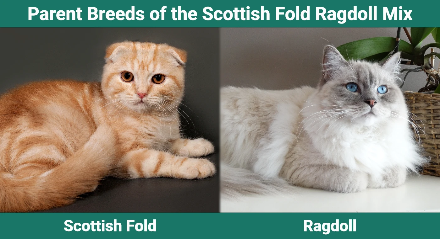 Parent breeds of the Scottish Fold Ragdoll Mix