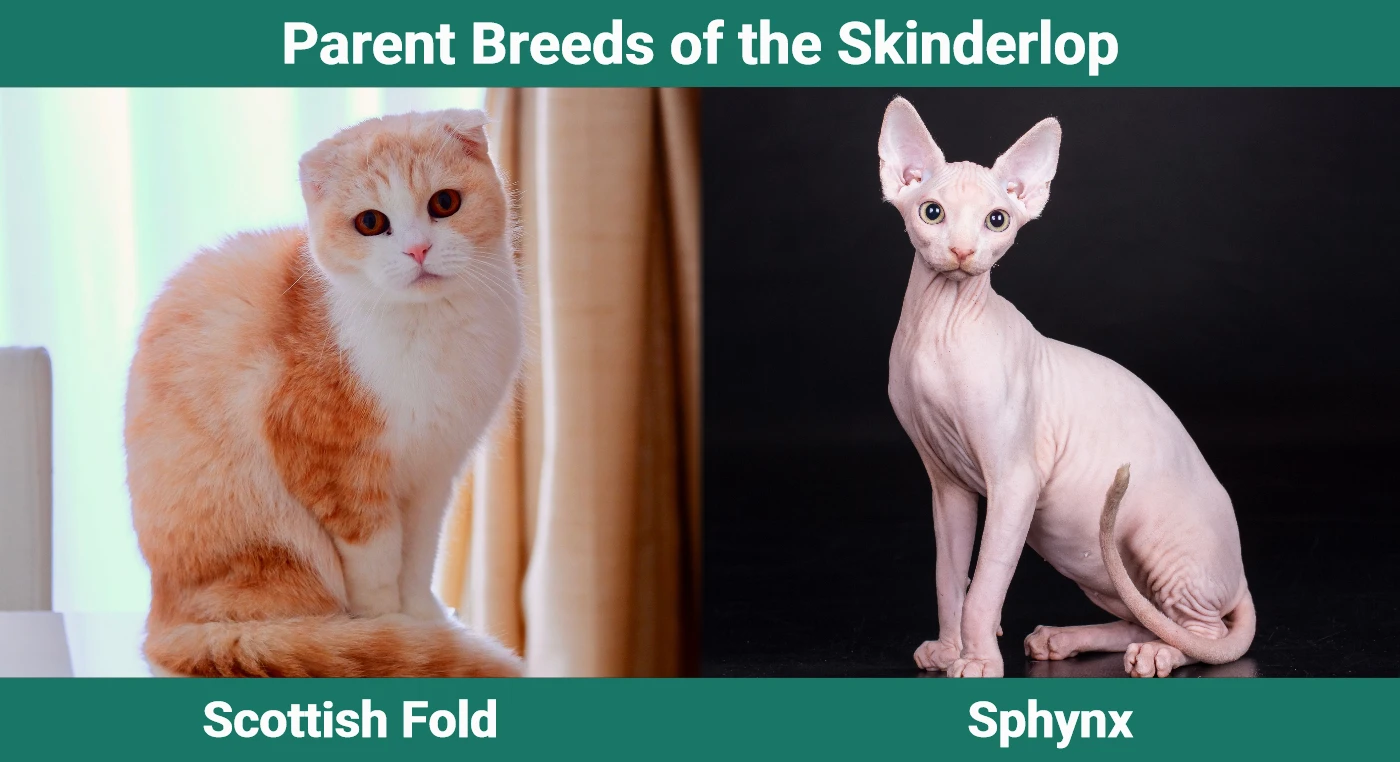 Parent breeds of the Skinderlop