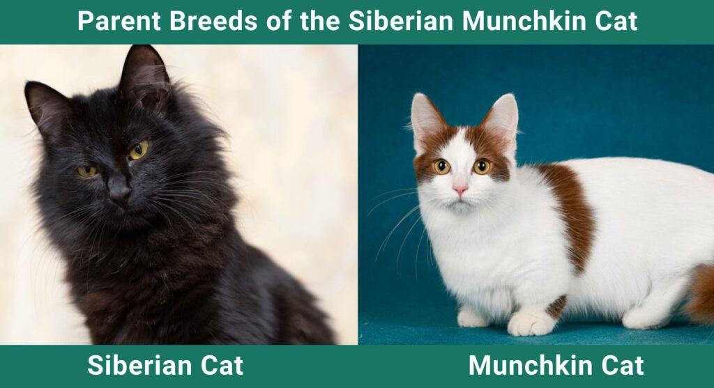 Parent_breeds_Siberian-Munchkin - Side by Side