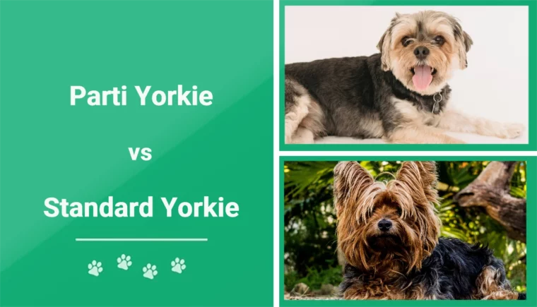 Parti Yorkie vs Standard Yorkie - Featured Image