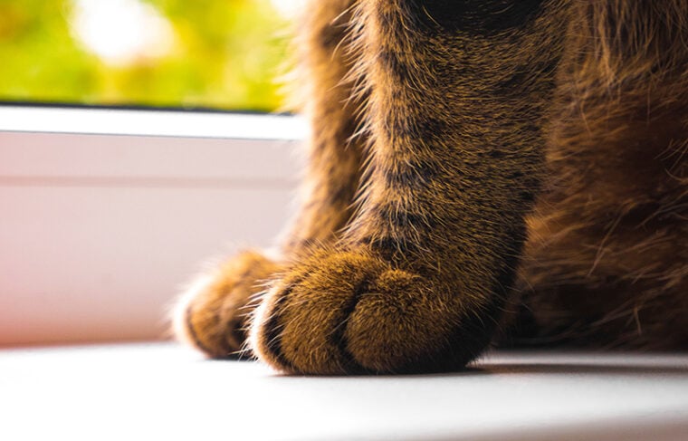 Paws of a red cat that sits on the windowsill close-up