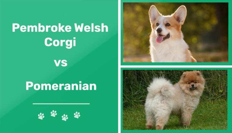 Pembroke Welsh Corgi vs Pomeranian