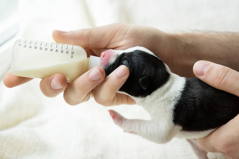 Person bottle feeding a newborn puppy