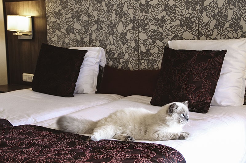 Pet friendly hotel. Cat is on the big bed in hotel room
