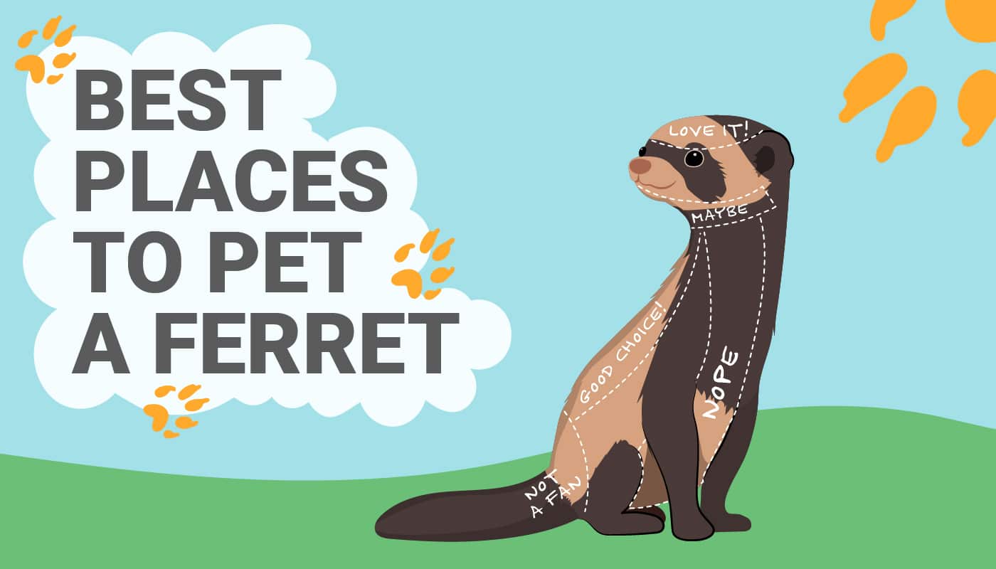 PetKeen Best Places to Pet a Ferret_Infographic