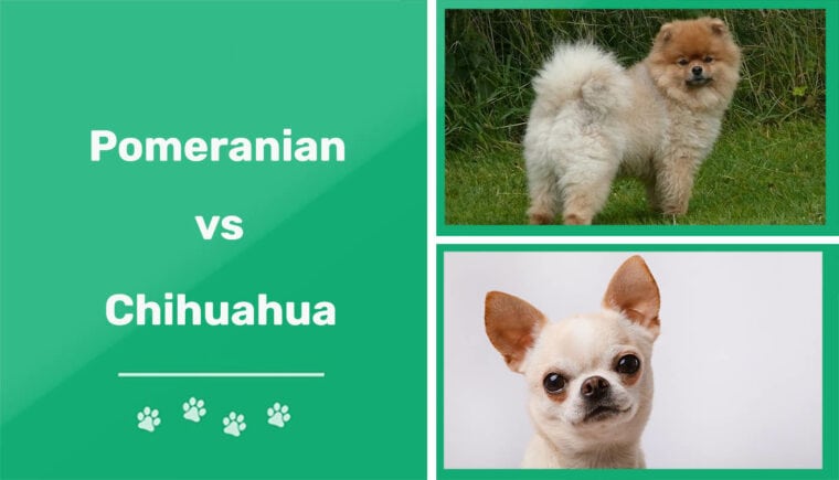 Pomerania vs Chihuahua