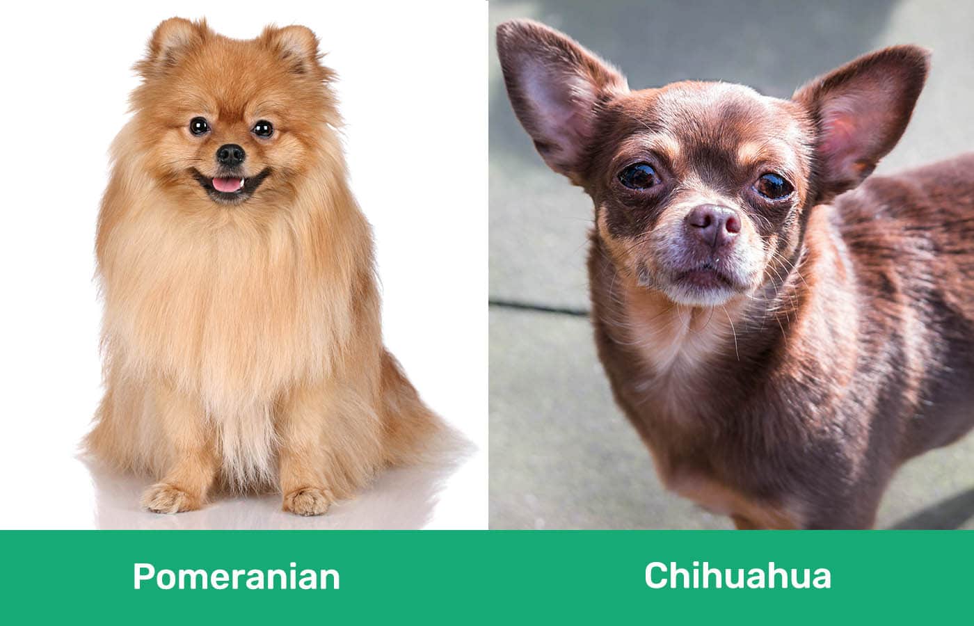 Pomeranian vs Chihuahua side by side