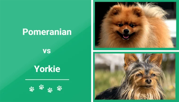 Pomerania vs Yorkie o Yorkshire Terrier - Imagen destacada