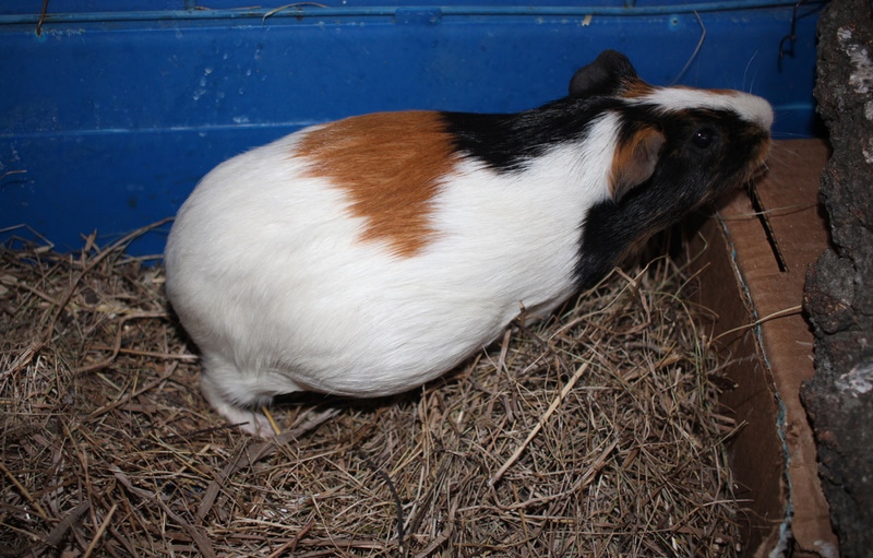 Pregnant guinea pig inside the cage