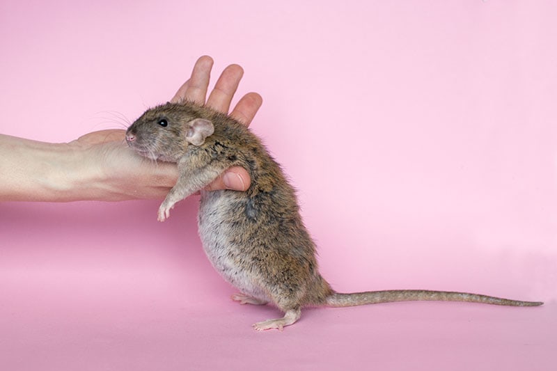 Pregnant rat and human hand on a pink background