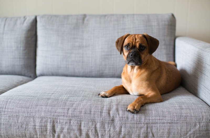 Puggle relaxing on the couch