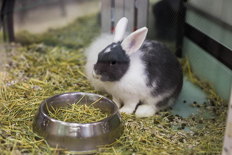 Кролик сидит на подстилке рядом со своей металлической миской