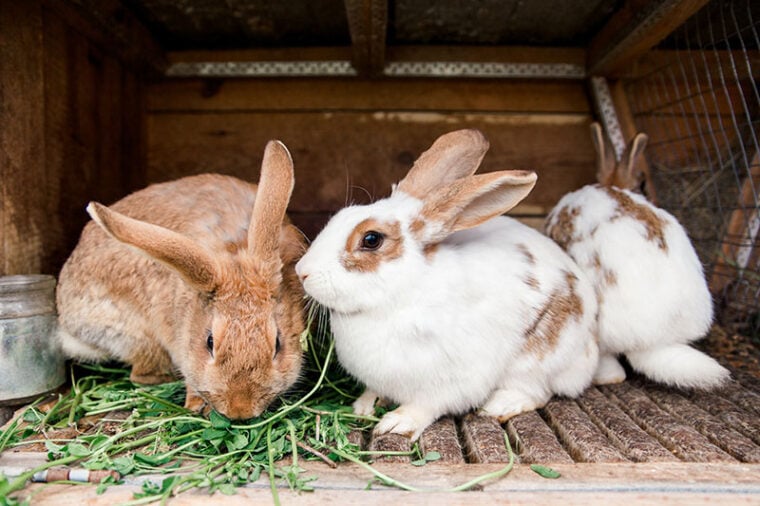 Rabbits in a cage eat grass. rabbit cage. feeding rabbits