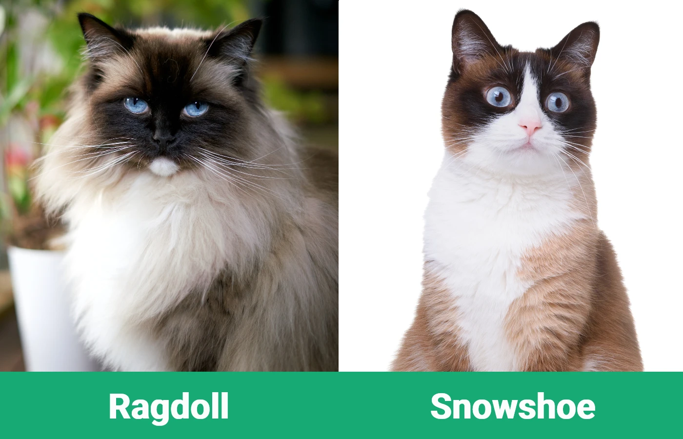 Ragdoll Cat vs Snowshoe Cat - Visual Differences