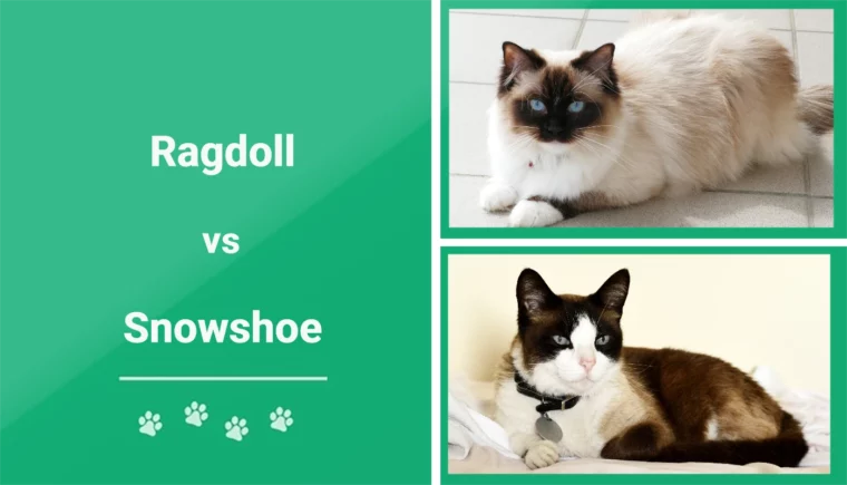 Ragdoll Cat vs Snowshoe Cat - Featured Image
