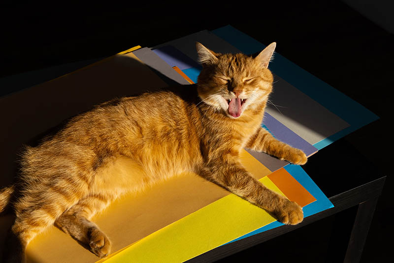 Red cat yawns. the cat lies on a table with colored sheets of paper