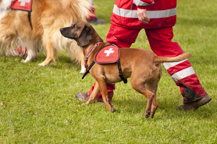 Escuadrón de perros de rescate