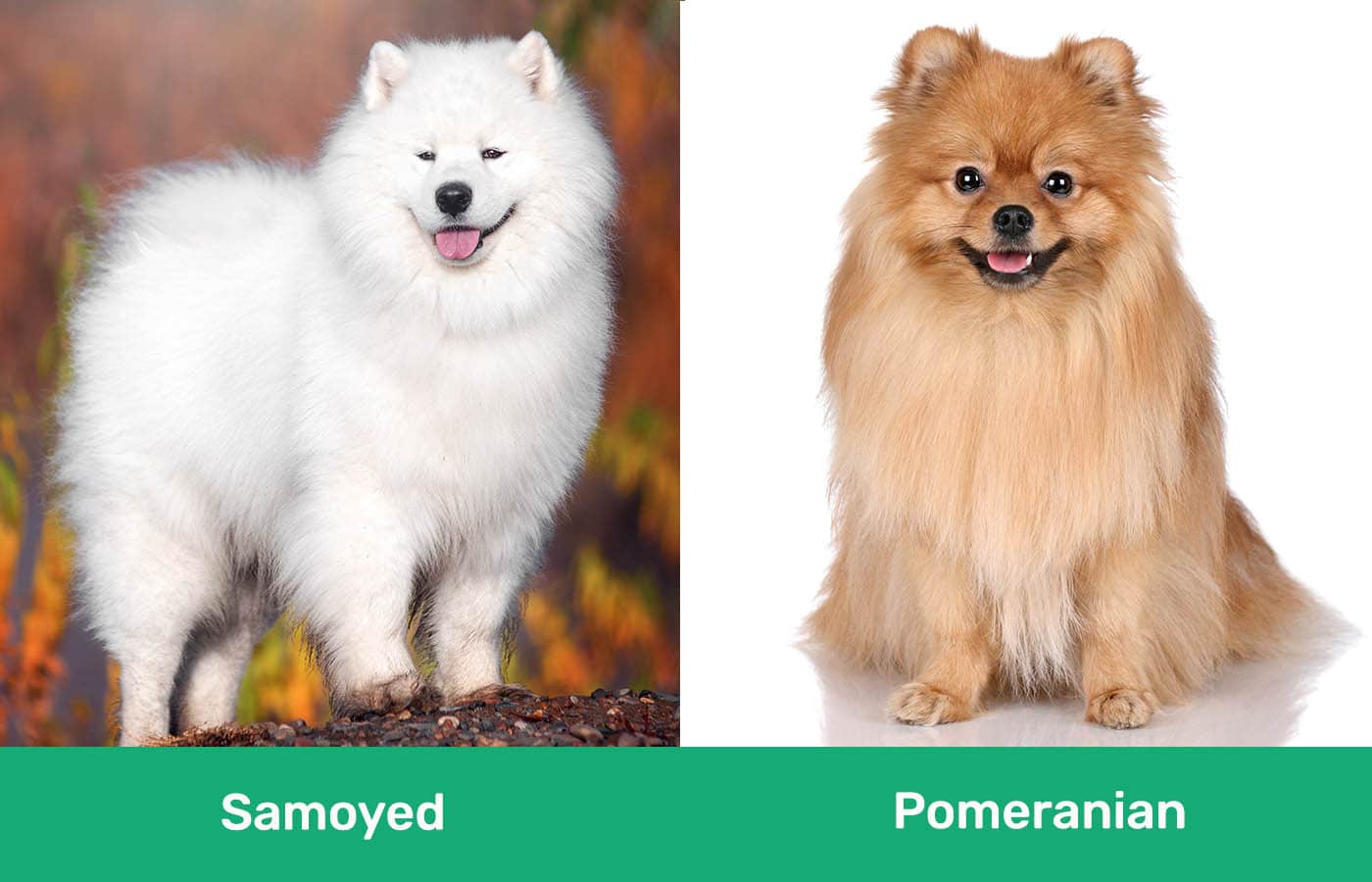 Samoyed vs Pomeranian side by side