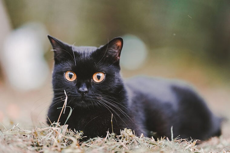 Scottish Fold black cat sitting on the grass
