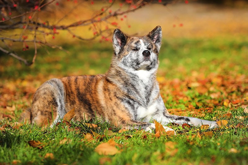 Serious Akita Inu dog lies on the grass in the autumn park