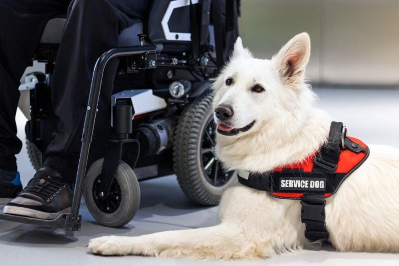 Service dog giving assistance to disabled person on wheelchair