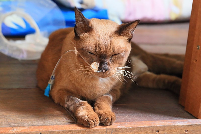 Siamese elder cat sick with cancer has a feeding food tube attached to its nose to stomach