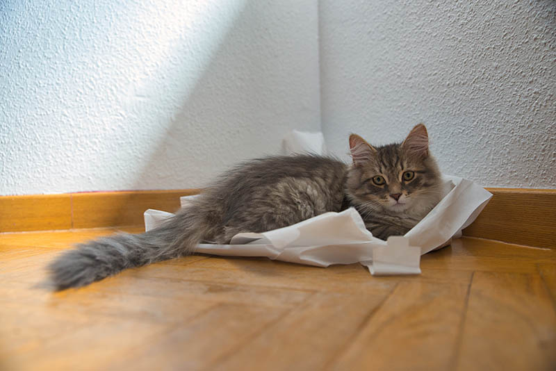 Siberian grey cat playing with paper