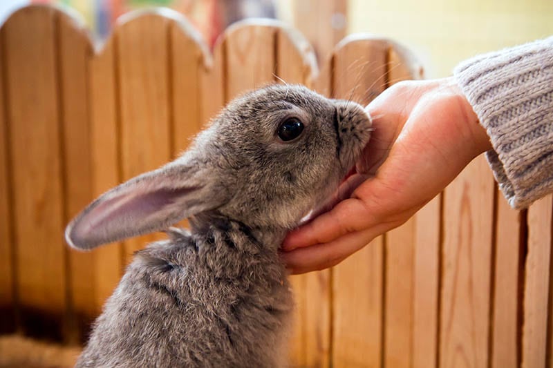 small gray rabbit eats from the hand