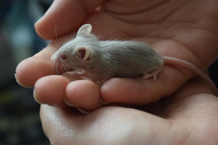 Small silver domestic mouse (Mus musculus) held in hand