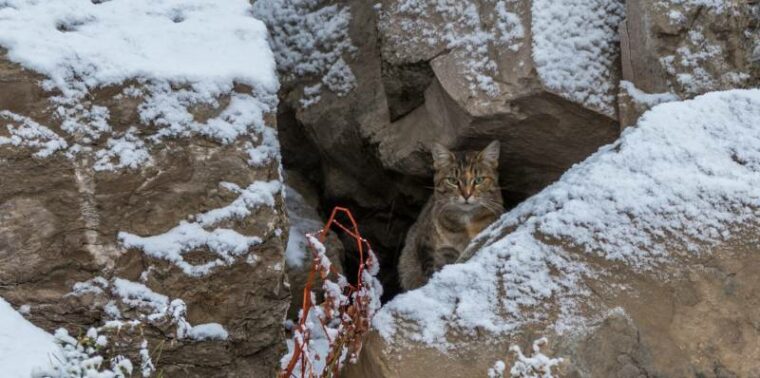 Stray cat peaking out from a small crevice in the rocks in the winter