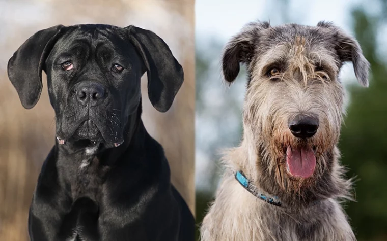 The parent breeds of Cane Corso Irish Wolfhound Mix