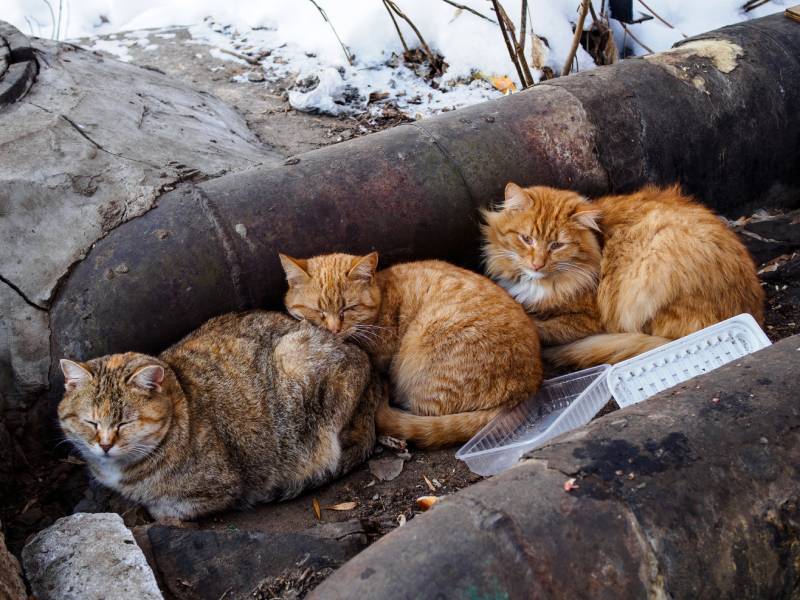 Three stray cats trying to warm on hot pipes during winter