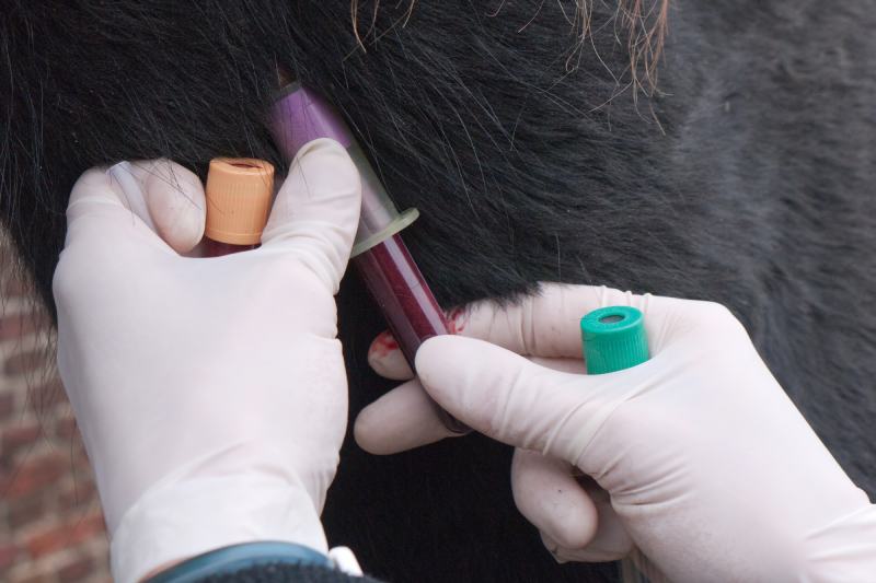 Vet takes blood from a Friesian horse from the neck vein with vacutainer blood tubes