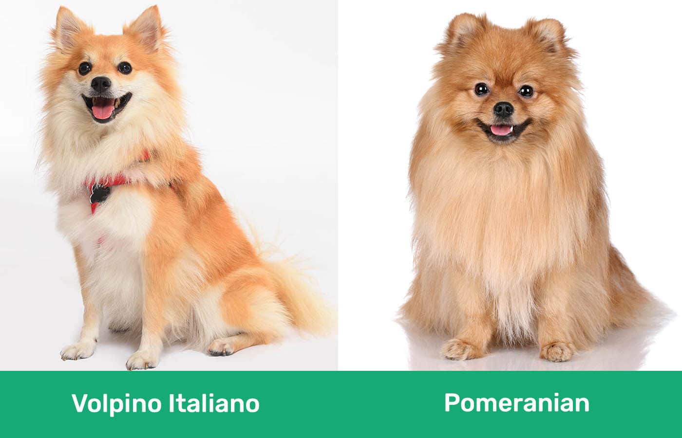 Volpino Italiano vs Pomeranian side by side