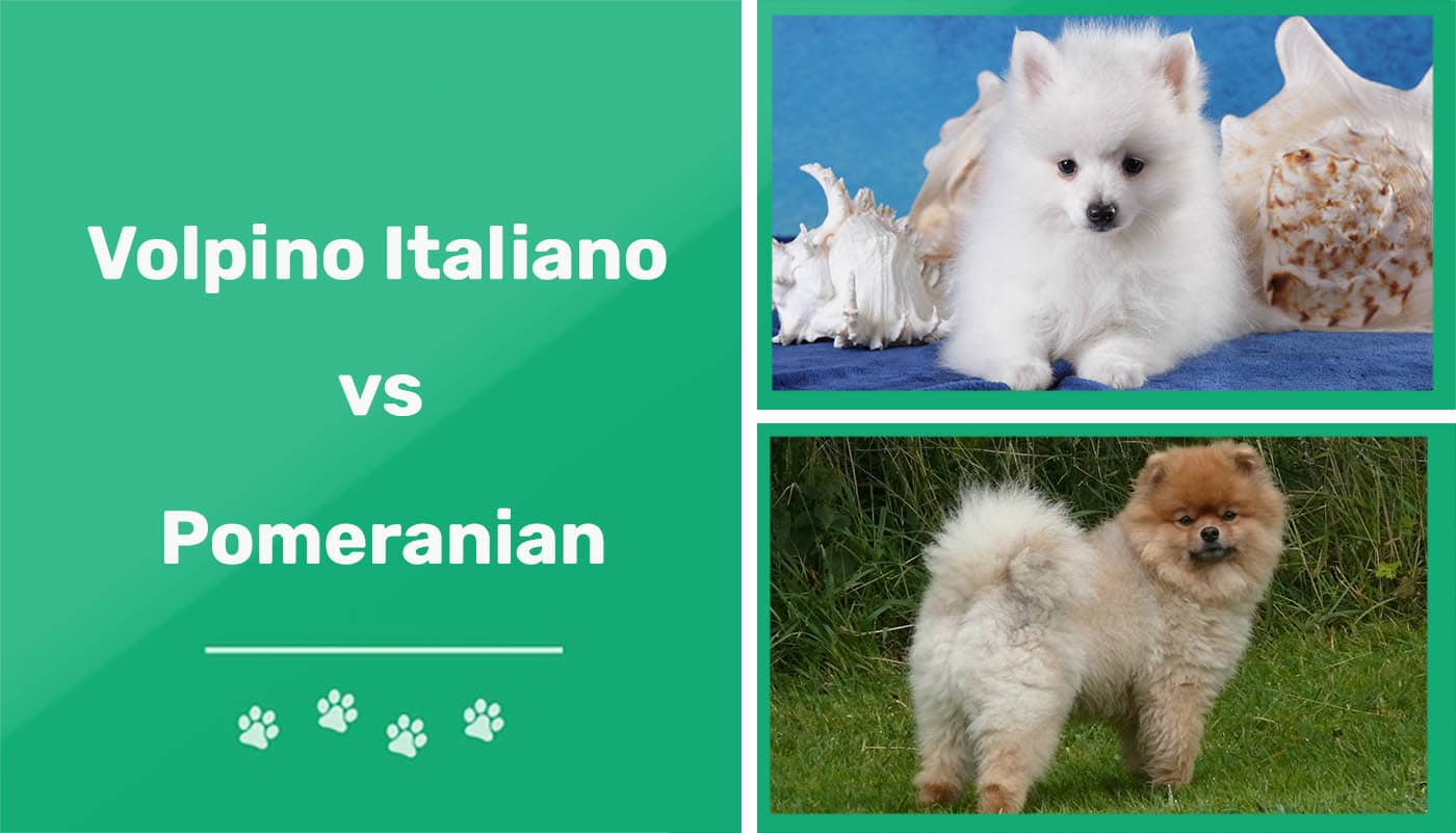 Volpino Italiano vs Pomeranian: Main Differences & Similarities | Pet Keen