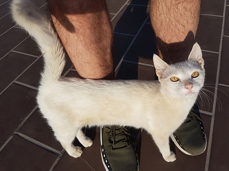White Cat rubbing against male legs outdoor sunlight