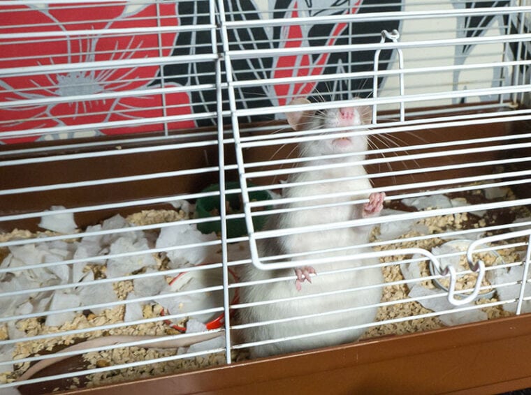 White-grey pregnant rat in a cage