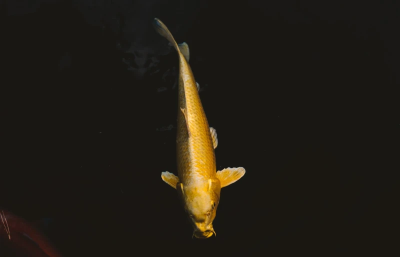 Yamabuki Ogon golden koi fish