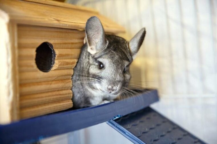 a chinchilla in a well lit cage
